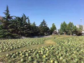 武夷山最近吃瓜群众事件,揭秘网络舆论的风云变幻