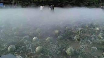 武夷山最近吃瓜群众事件,揭秘网络舆论的风云变幻