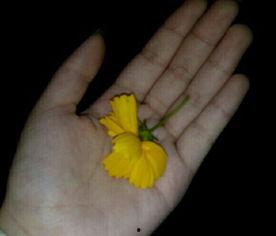 吃瓜群众吸瓜视频,一场视觉盛宴的狂欢