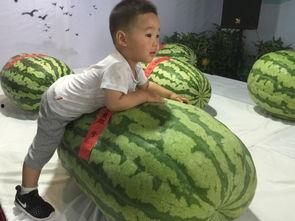 佛山吃瓜群众事件,网络舆论的风暴与反思